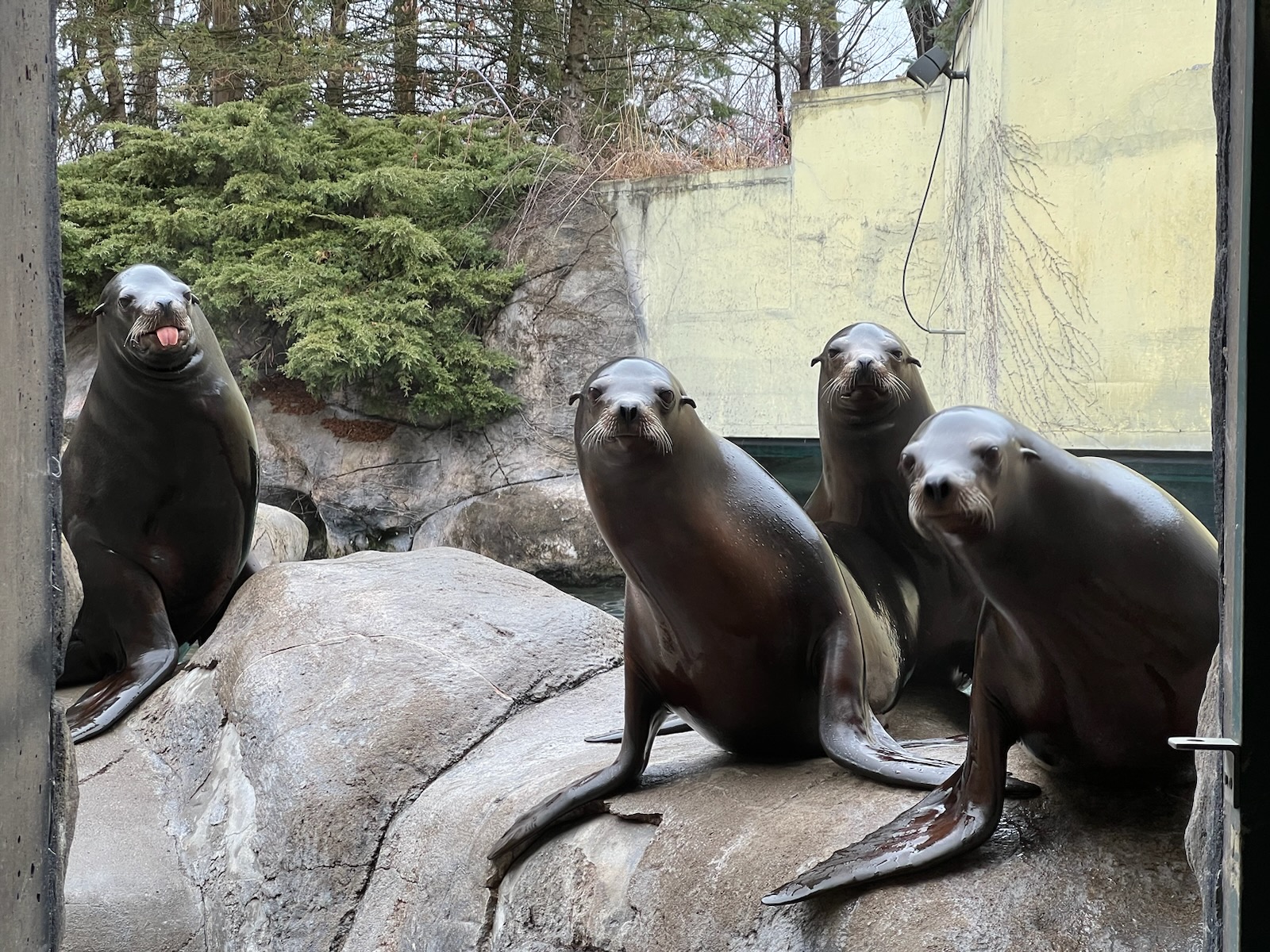 Keeper Connection: Sea Lion Rehab and the Seneca Park Zoo