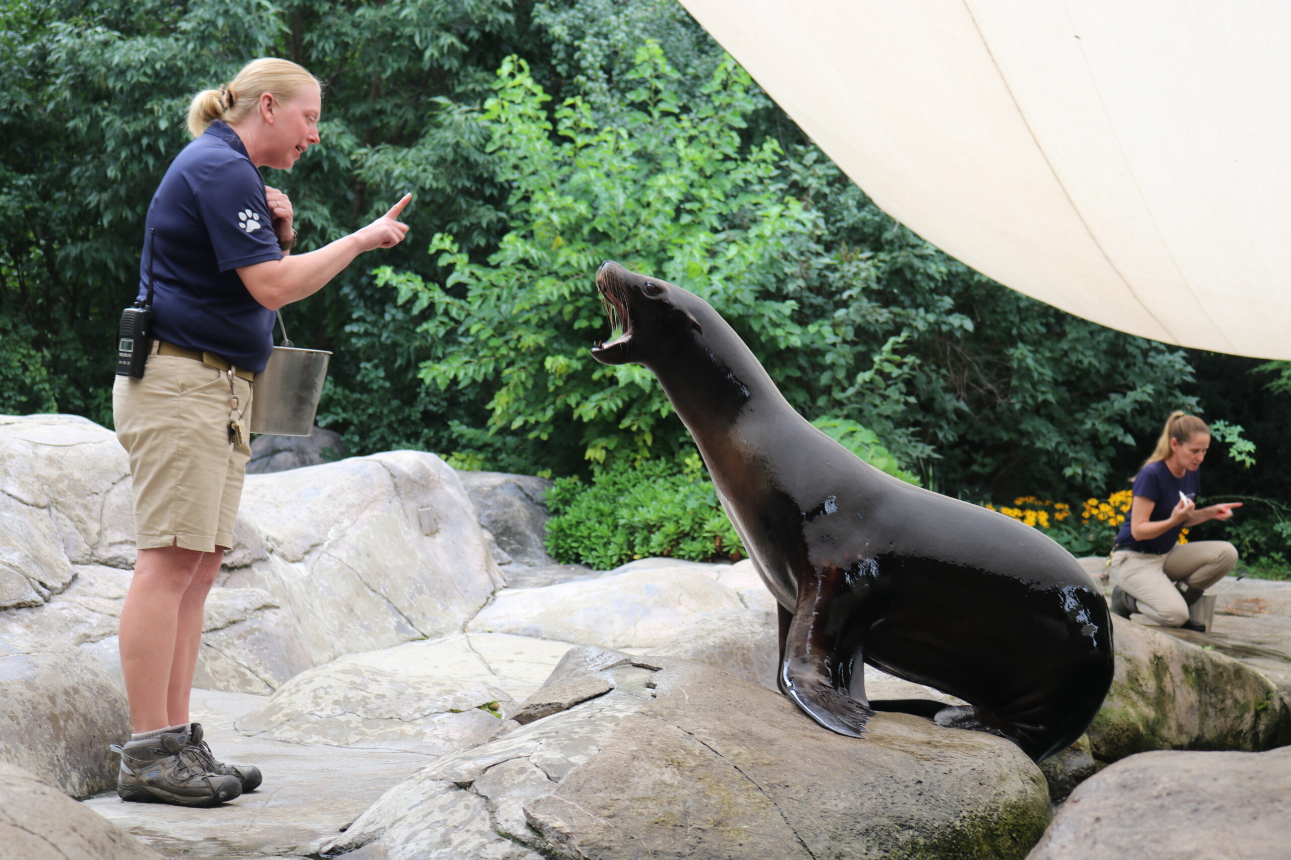 Seneca Park Zoo to Care for Denver Zoo Sea Lion ‘Gunni’ While Construction On New Habitat Occurs