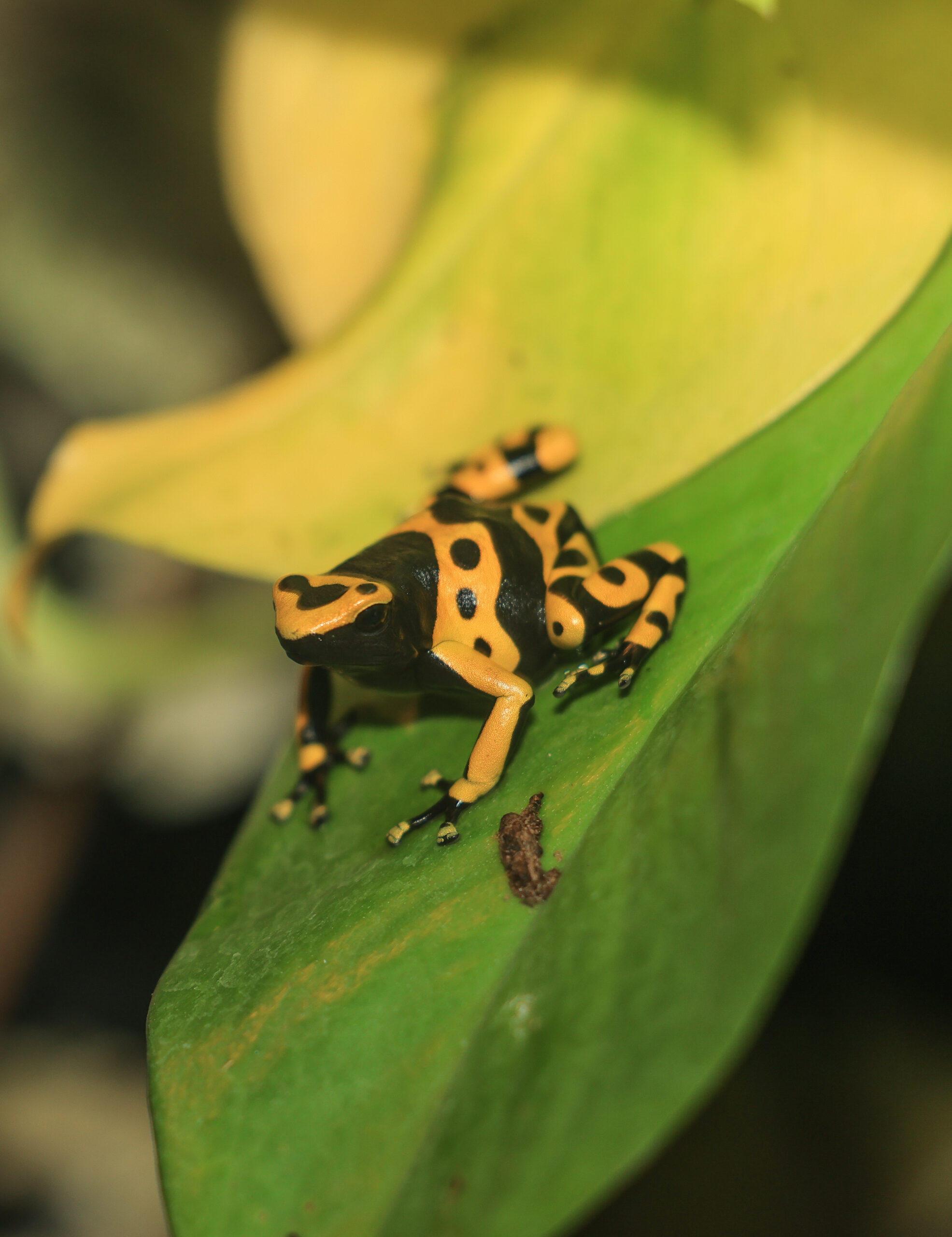 Amphibians & Reptiles: Similarities & Differences | Seneca Park Zoo