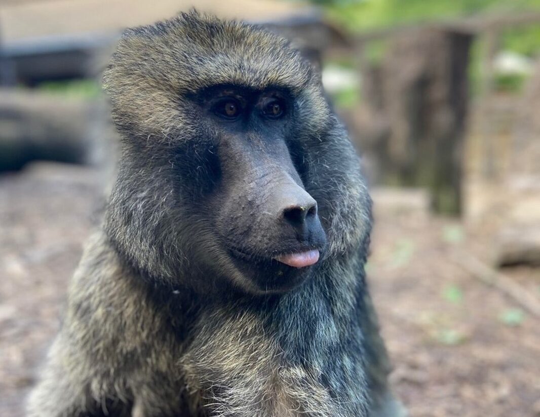 Celebrate Olive Baboon Pimento Turning 30 and Learn About Her & Laser Therapy Treatment