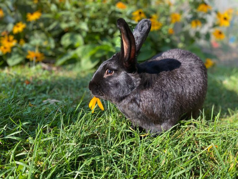 Domestic Rabbit 4 JH