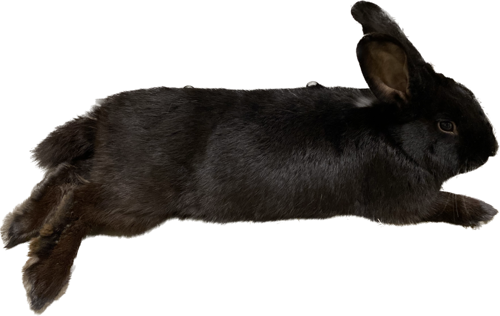 Domestic Rabbit | Seneca Park Zoo