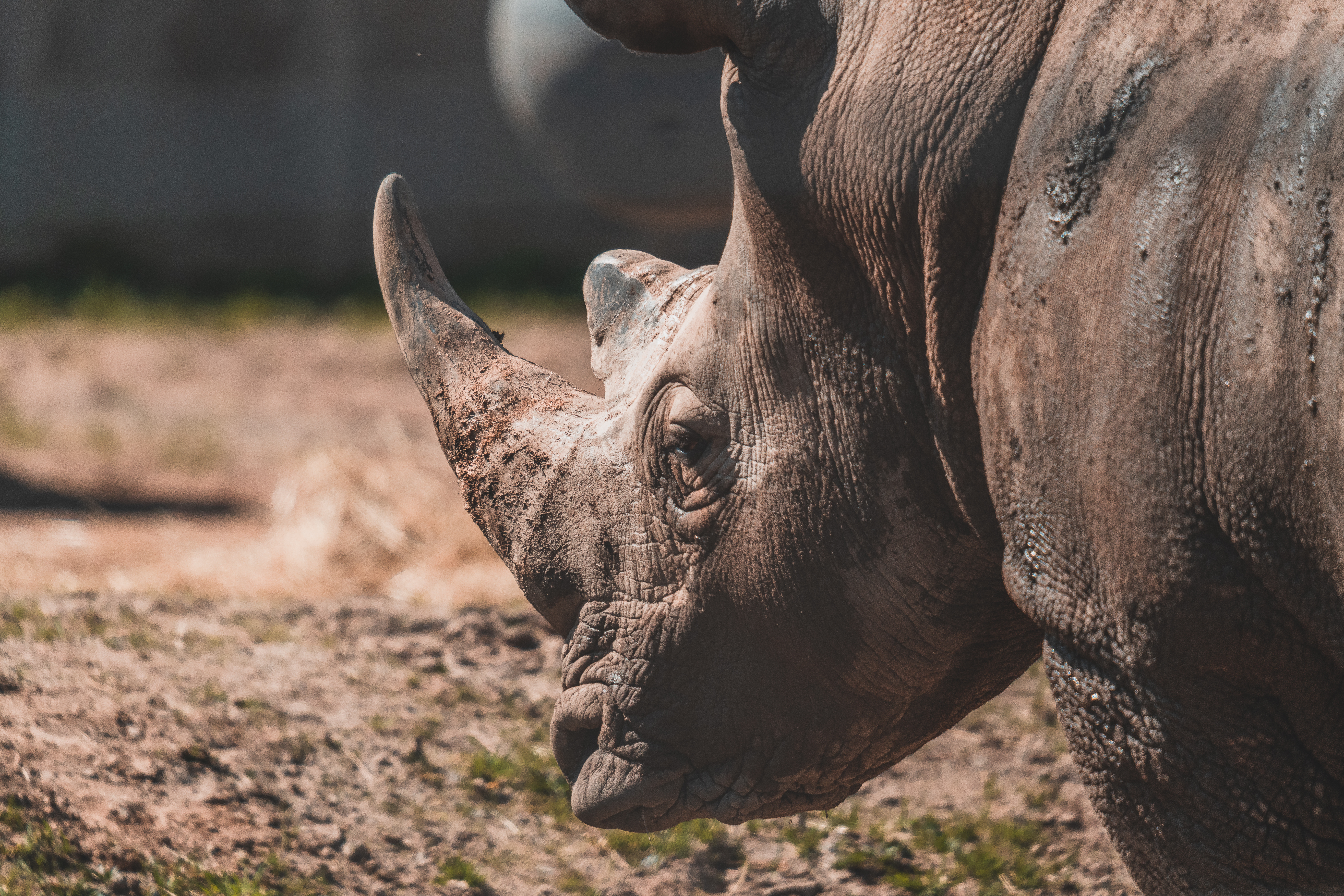 Rhino Jiwe Turns 7! Learn More About Him & His Care From One of His Keepers