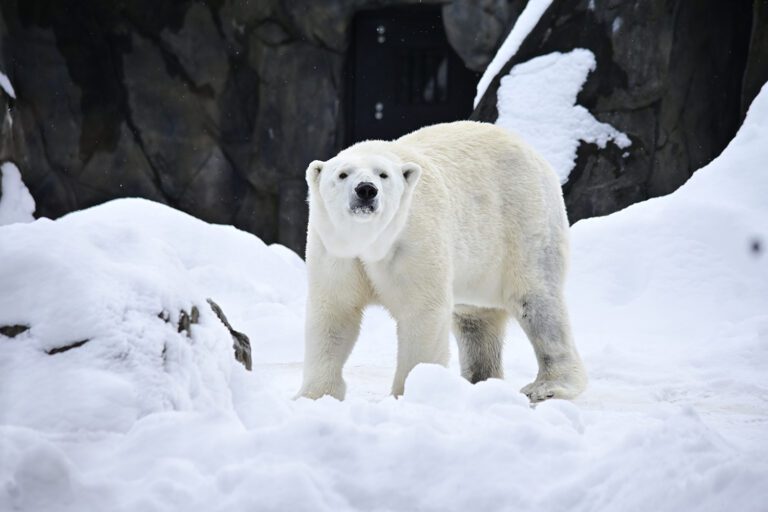 Wayne Smith _DSC4781_PolarBear_sm 1