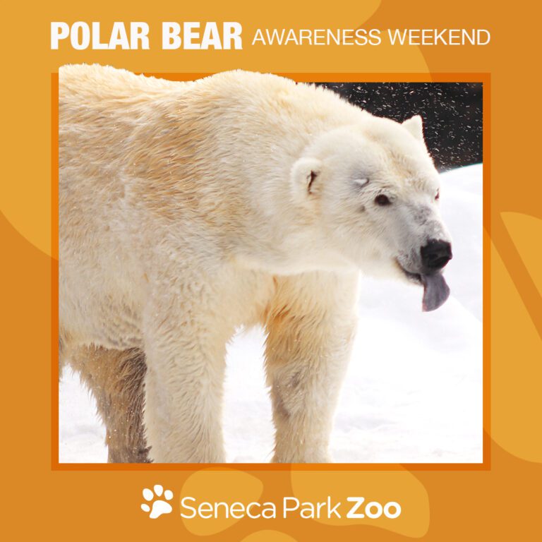 Polar Bear Weekend 2024 Seneca Park Zoo