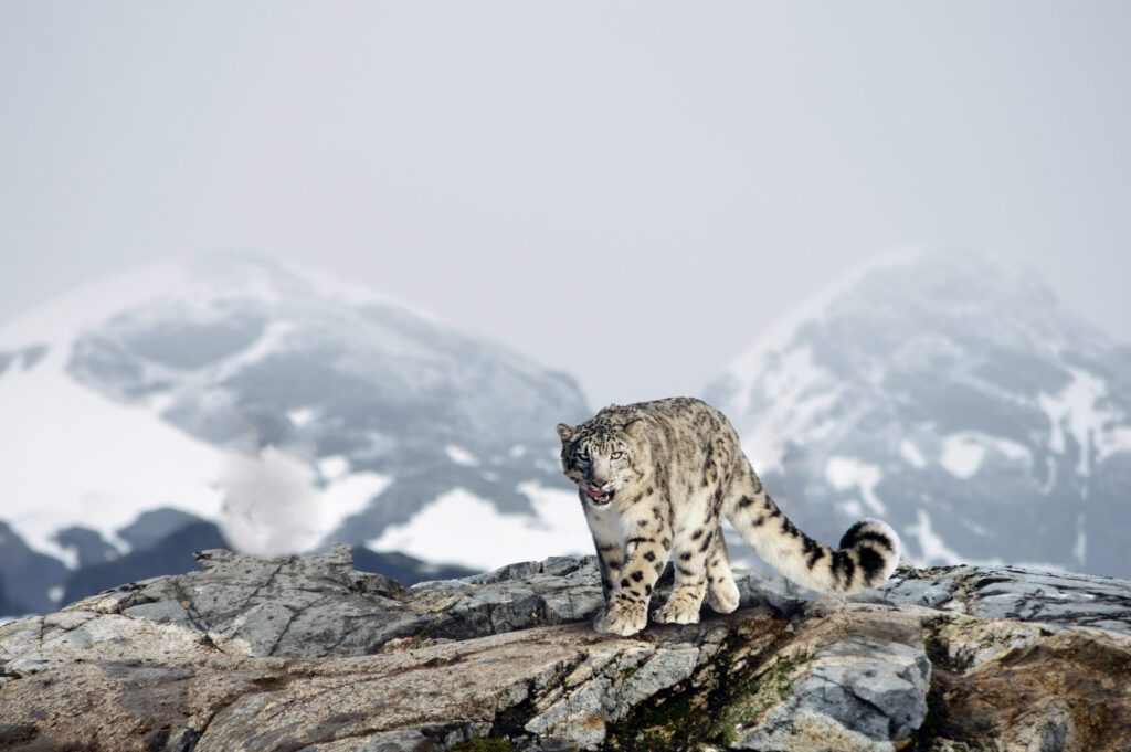 Snow leopard trust