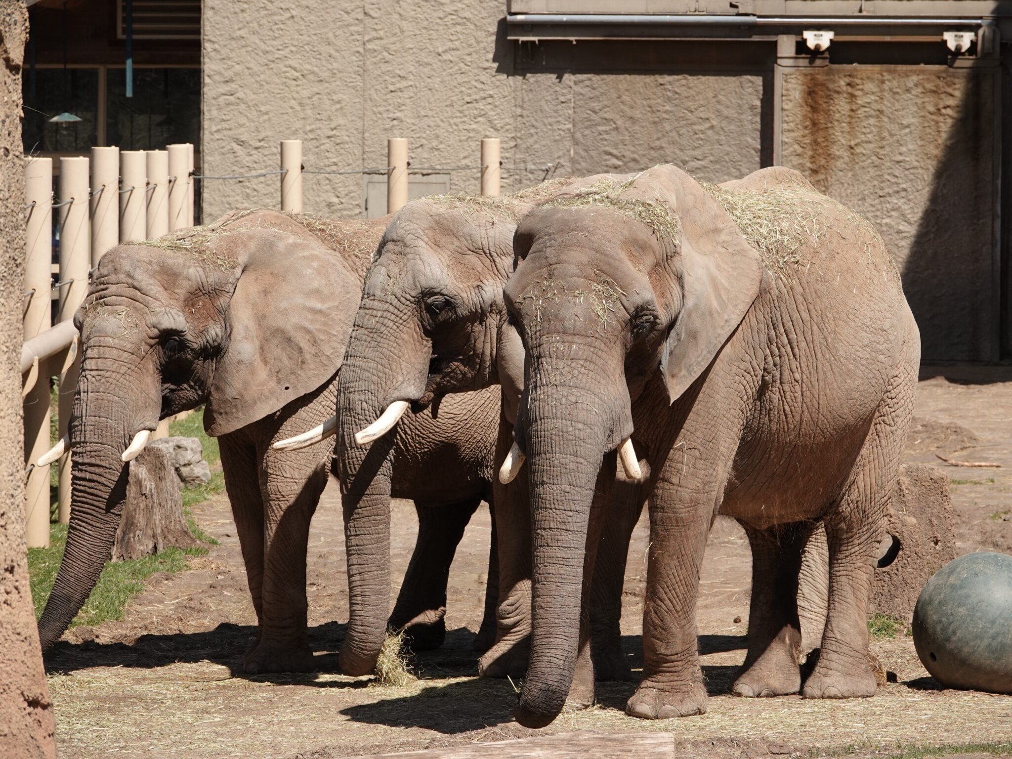 Battling EEHV How Seneca Park Zoo is Saving Elephant Lives Seneca