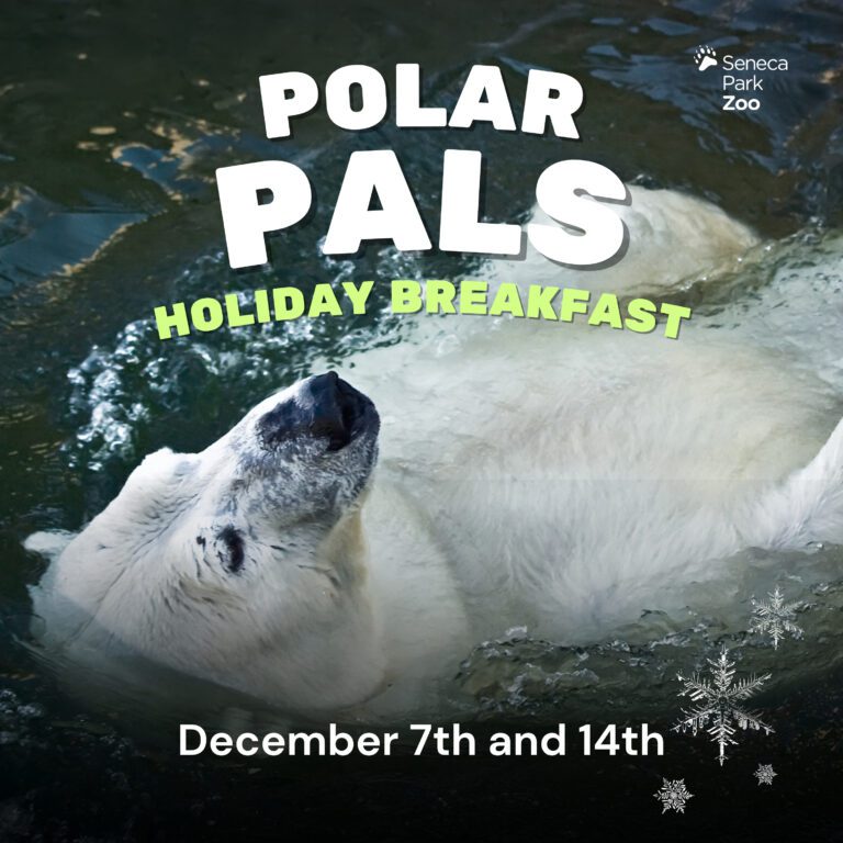 PolarPals_2024_1