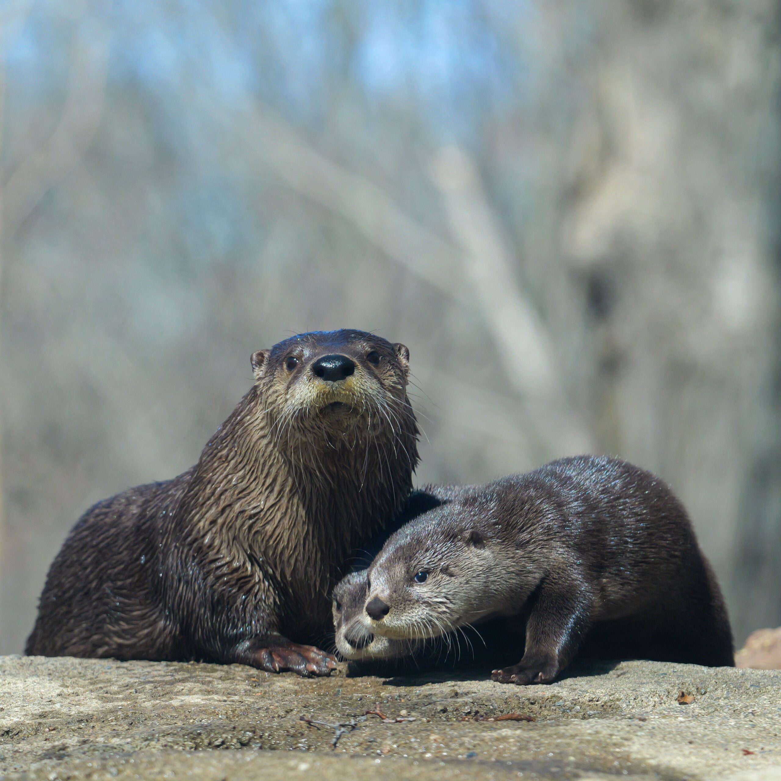 North American River Otter News Flash • Sequoia Park Zoo
