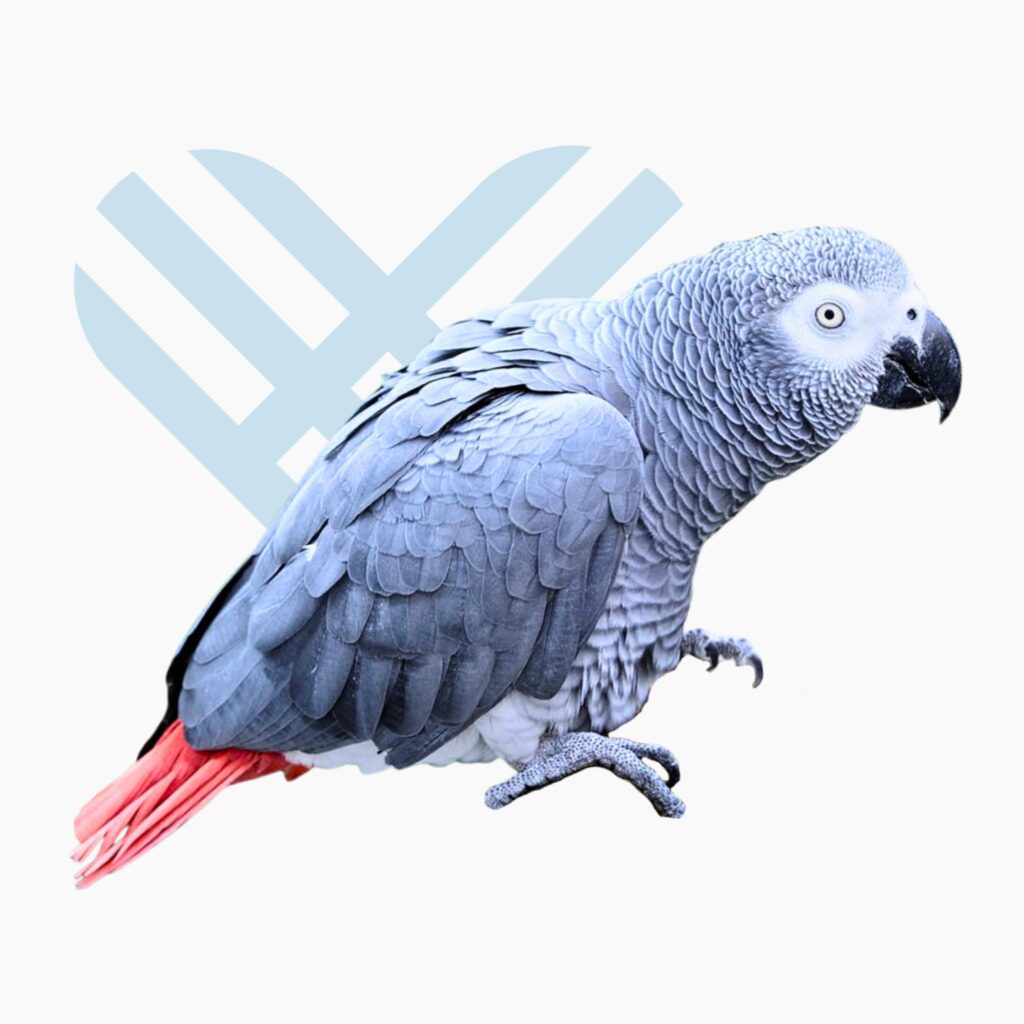 Congo African Grey Parrot