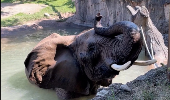 Happy [Belated] Birthday to African Elephant Moki!