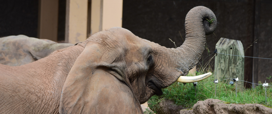 African Elephant Moki Turns 38!