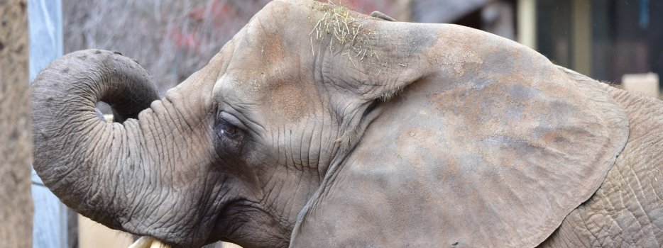 African Elephant Genny C turns 43!