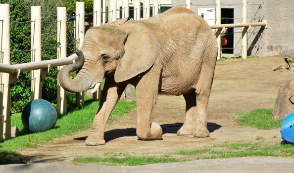 African Elephant Lilac Turned 44 – Happy Birthday!