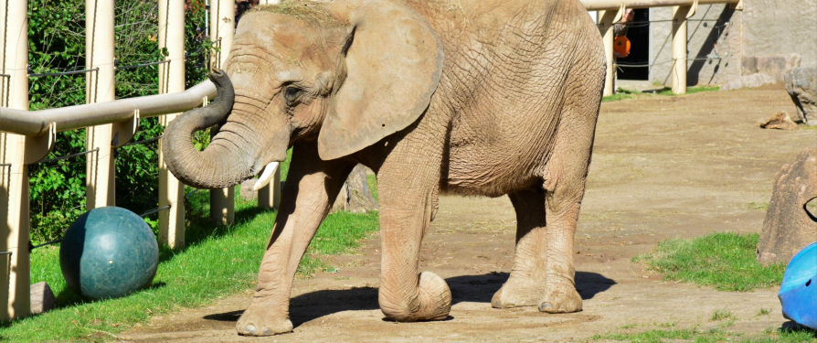 African Elephant Lilac Turned 44 – Happy Birthday!