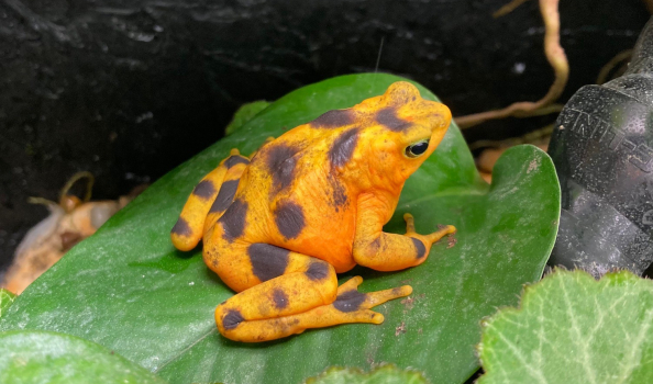Keeper Connection: Panamanian Golden… Toads?