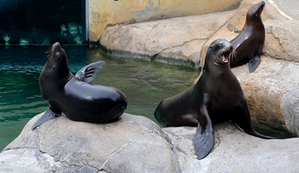 California Sea Lion | Seneca Park Zoo