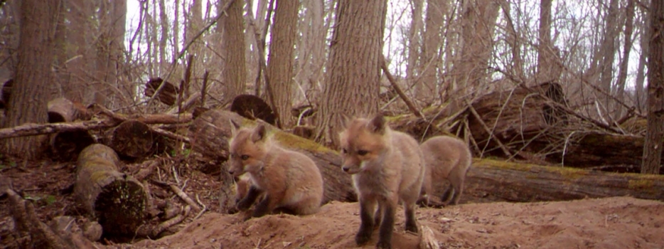Using camera traps to discover local wildlife
