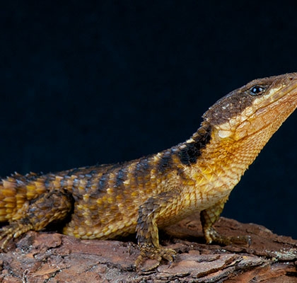 East African Spiny-Tailed Lizard