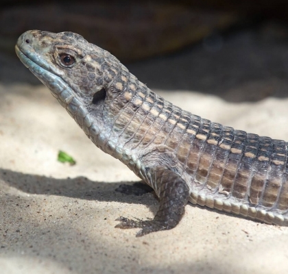 Great Plated Lizard