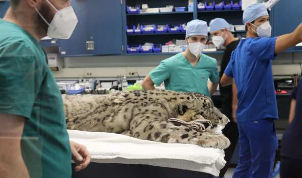 Snow Leopard Surgery: Care Never Stops at the Zoo