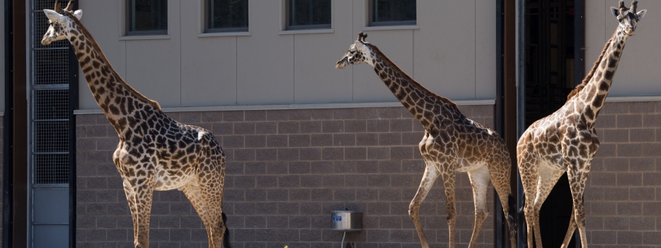 Giraffe Training: A TALL Order