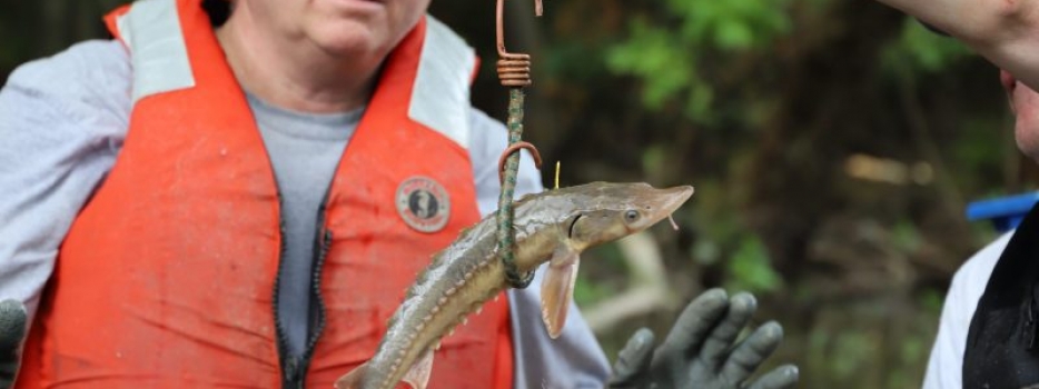 Lake Sturgeon Restoration in the Genesee River – A Success Story of Science Saving Species