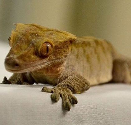 New Caledonian Crested Gecko