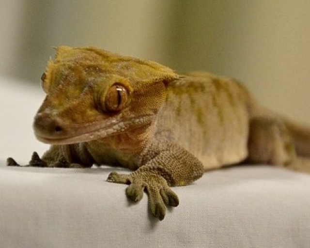 New Caledonian Crested Gecko