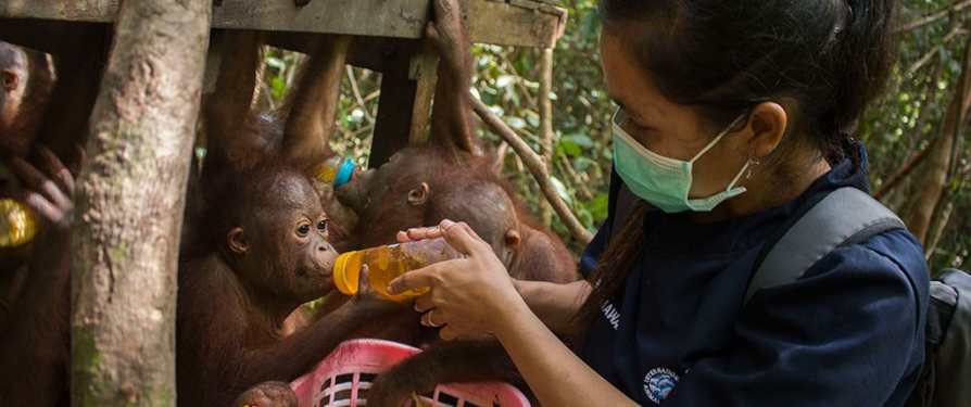 Keeper Connection: Primates, the Pet Trade, and Social Media