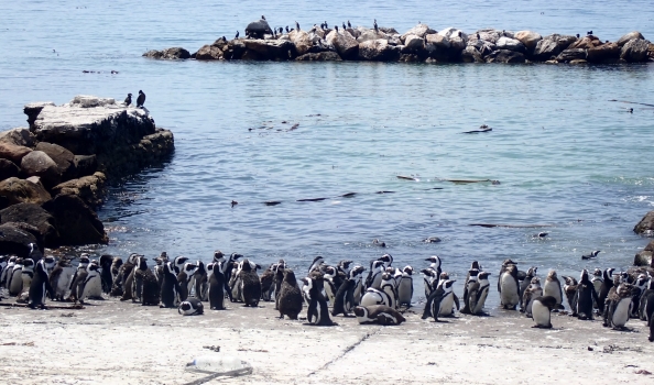Keeper Connection: In the Field – Saving endangered African penguins in South Africa
