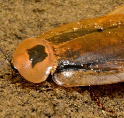 Peppered Cockroach