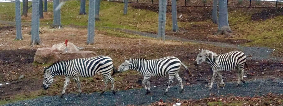 Third zebra arrives at the Zoo