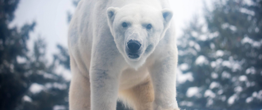 Polar Bear Blood Draw: How We Train with Anoki