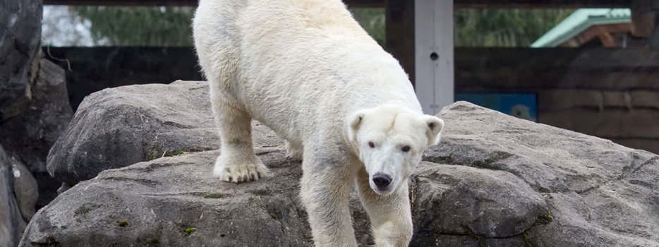 Polar bear Anoki artificially inseminated