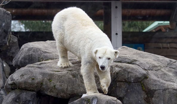 Polar bear Anoki artificially inseminated