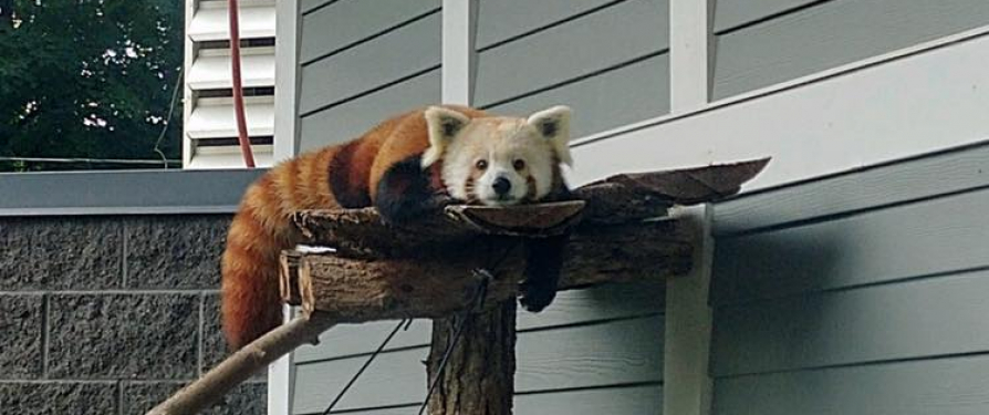 Welcome Red Panda Willie!!