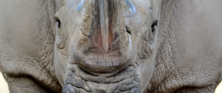 Southern White Rhinos: The Conservation Story