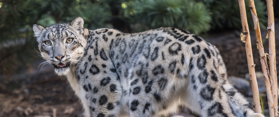 A Snow Leopard Update