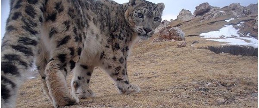 Your Support Helps Snow Leopard Conservation