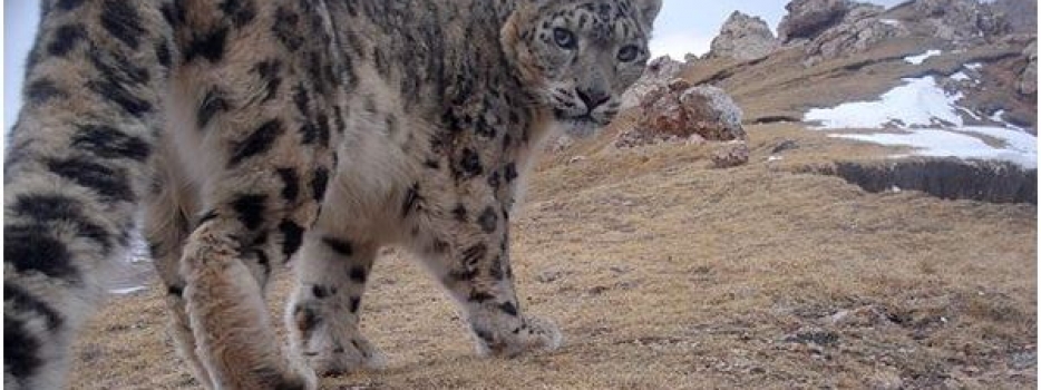 Your Support Helps Snow Leopard Conservation