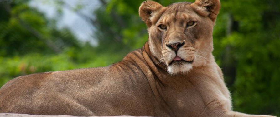 Lion Surgery: How We Monitor, Diagnose and Treat Animals in Our Care