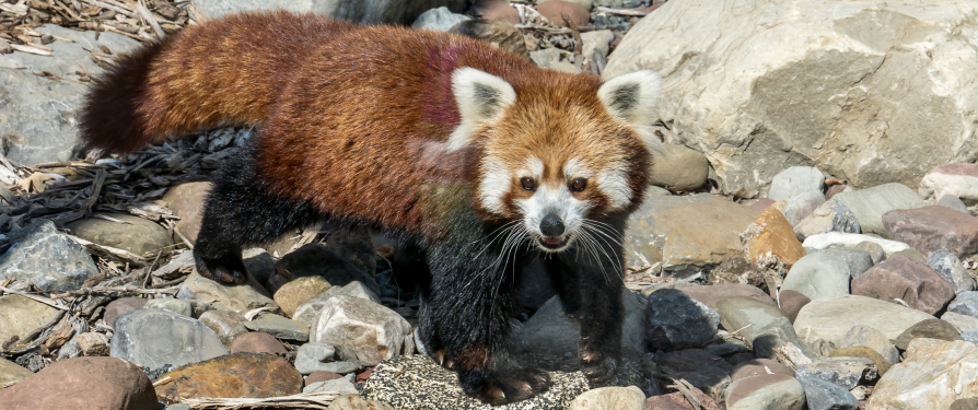 An Update on Red Panda Conservation