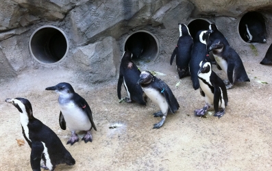 African Penguin - Seneca Park Zoo