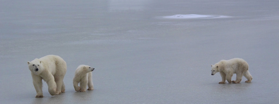 Join us in the fight to protect polar bears and their Arctic habitat