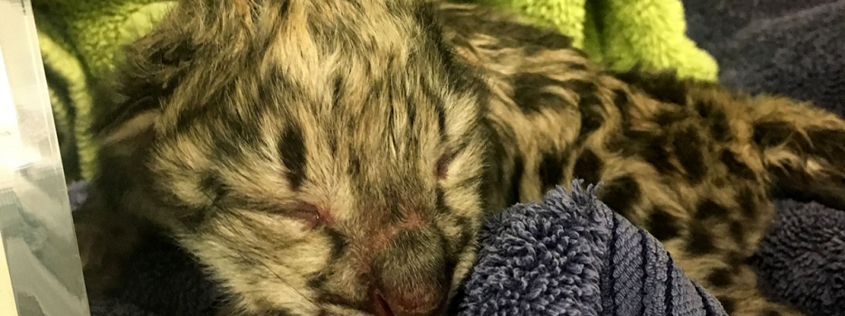 Snow leopard cubs born at the Zoo