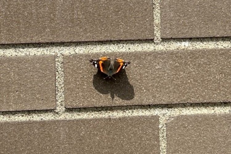 American Red Admiral
