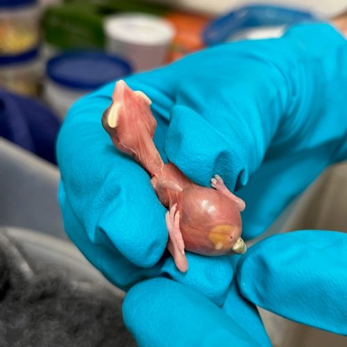 Day 1 - Note the yolk sac (and first fecal sac).