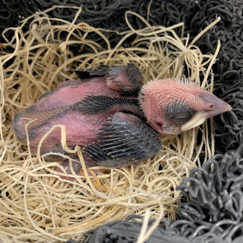 Day 10 - Yellow tail feathers coming in. Eyes are starting to open. Maxilla (top side of beak) darkening.