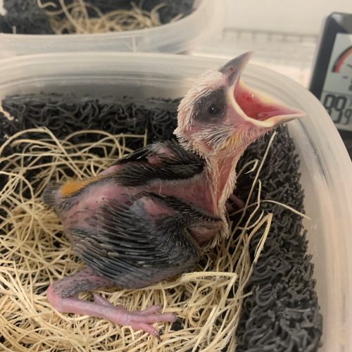 Day 12 - Starting to stand! Eyes open and aware.